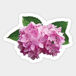 Hydrangeas - Pale Pink Hydrangea Sticker